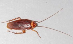 Espécie: Barata Americana Tamanho: 3 a 4cm Tempo de vida: 3 a 4 anos Habitat: Esgotos e ambientes escuros Descrição: São conhecidas por fazer pequenos voos curtos e são as mais comuns do mundo todo.