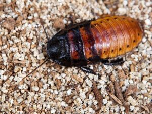 Espécie: Barata de Madasgascar Tamanho: 5 a 9 cm Tempo de vida: 2 a 5 anos Habitat: floretas tropicais Descrição: não são consideradas nojentas, e acredite, em alguns lugares elas são feitas como animais de estimação."